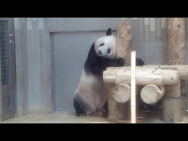 上野动物园举办大熊猫来日本50周年纪念日活动