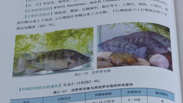 30个外来鱼种进入长江！切勿盲目放生！