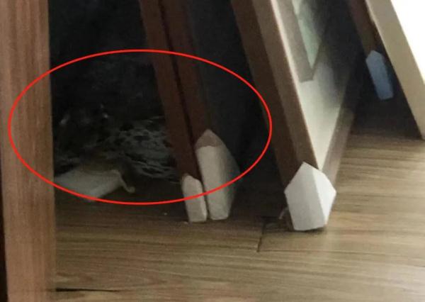 办公室惊现2米长蛇！含剧毒！