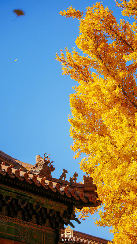 快来收藏！秋天的故宫壁纸来了