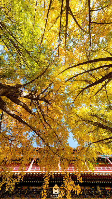 快来收藏！秋天的故宫壁纸来了