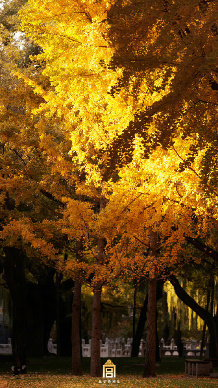 快来收藏！秋天的故宫壁纸来了