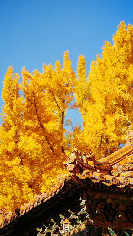 快来收藏！秋天的故宫壁纸来了