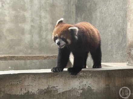四川乐山破获偷捕小熊猫团伙，单只喊价35万元