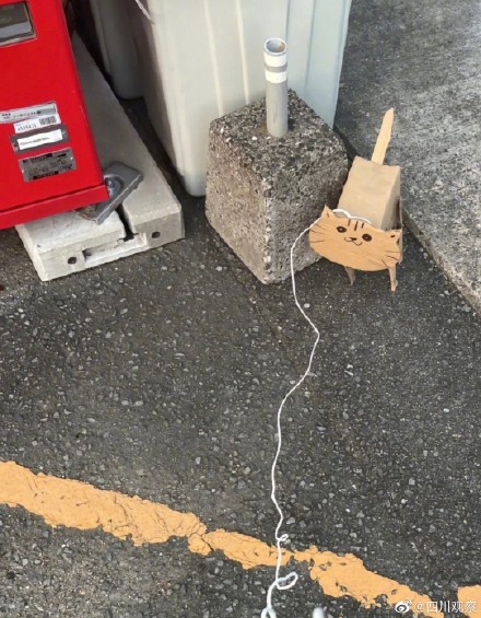 有猫有狗有蜗牛!高校学生的纸盒宠物卷起来了