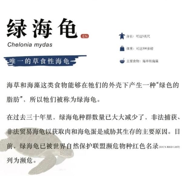 “天线龟”回家了!它们的身份有点特别 “天线龟”回家了!它们的身份有点特别