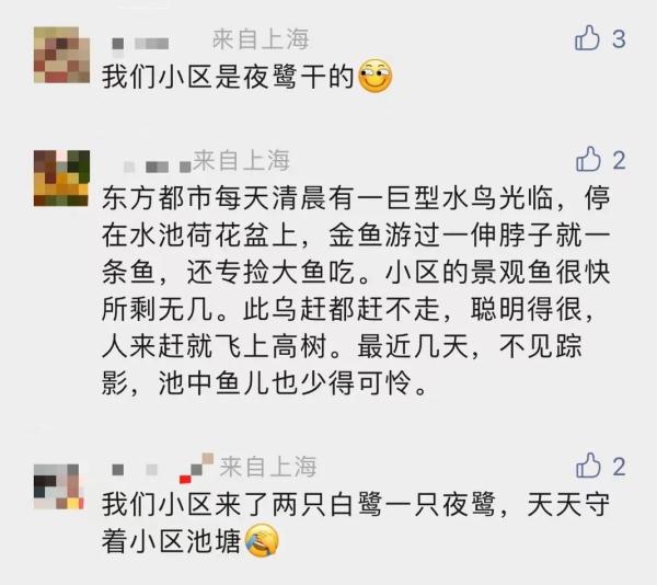 上海一小区水池观赏鱼越来越少,真相好气又好笑… 上海一小区水池观赏鱼越来越少,真相好气又好笑…