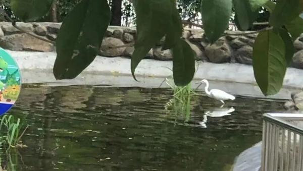 上海一小区水池观赏鱼越来越少,真相好气又好笑… 上海一小区水池观赏鱼越来越少,真相好气又好笑…