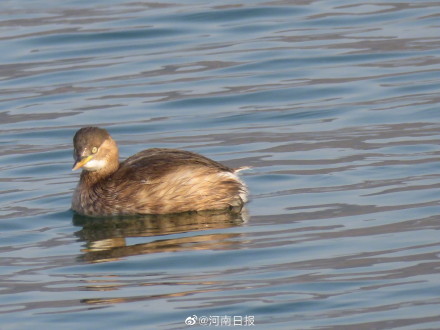 3000余只水鸟飞临济源黄河湿地