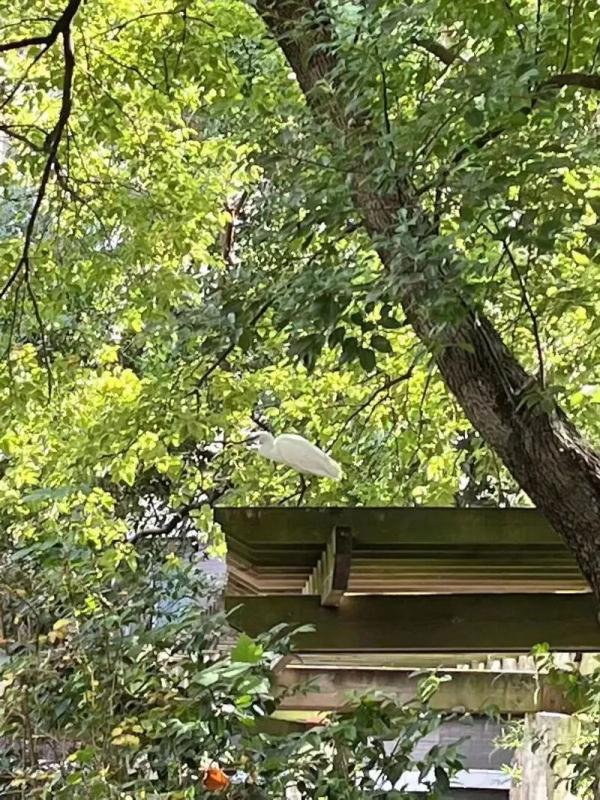 上海一小区水池观赏鱼越来越少,真相好气又好笑… 上海一小区水池观赏鱼越来越少,真相好气又好笑…