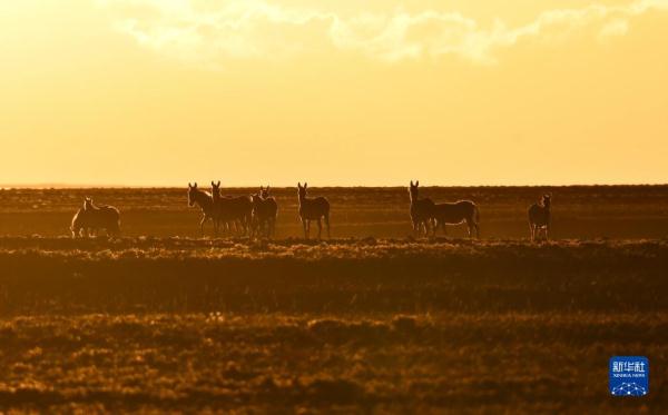 新华全媒+丨新疆:“三山两盆”孕育湿地之美
