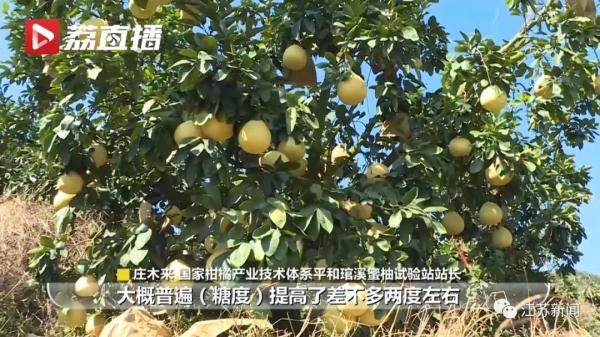 今年柚子为何分外甜？最受欢迎的品种原来是它……