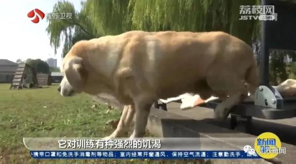 是庆生也是最后的告别！小虎，谢谢你来到这世界！