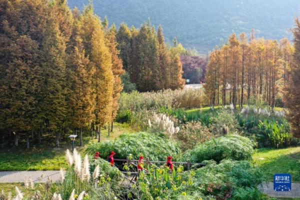 新华全媒+|湿地上的“最美阿姨” 新华全媒+|湿地上的“最美阿姨”