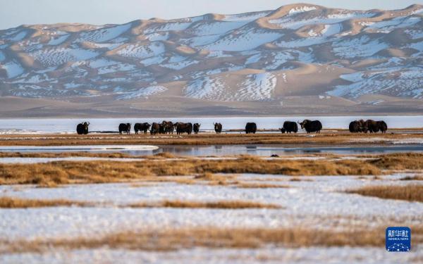 新华全媒+丨新疆:“三山两盆”孕育湿地之美