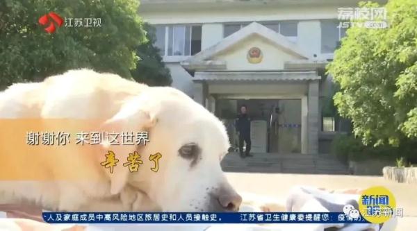 是庆生也是最后的告别！小虎，谢谢你来到这世界！