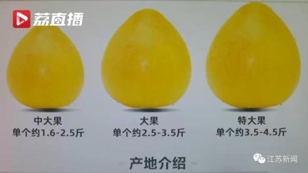 今年柚子为何分外甜？最受欢迎的品种原来是它……