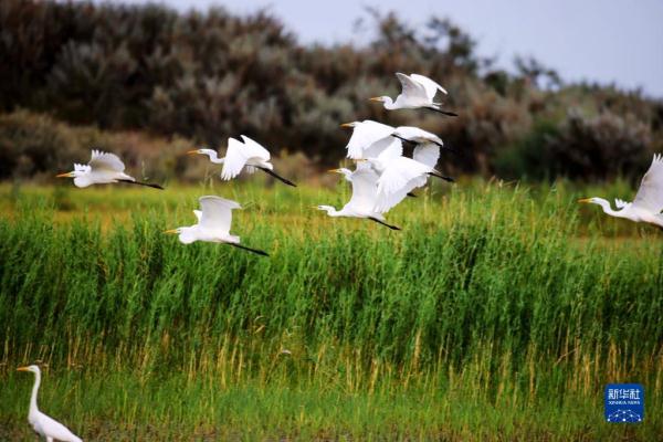 新华全媒+丨新疆:“三山两盆”孕育湿地之美