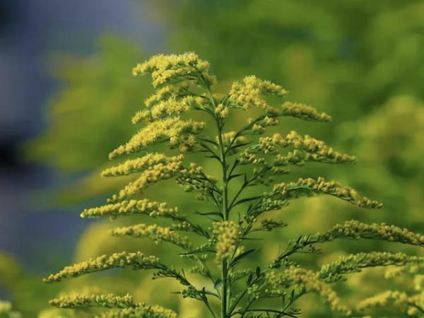 “加拿大一枝黄花”遇到“对手”→
