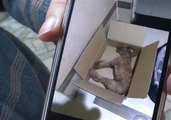 小区多只宠物狗蹊跷死亡，物业：已报警！