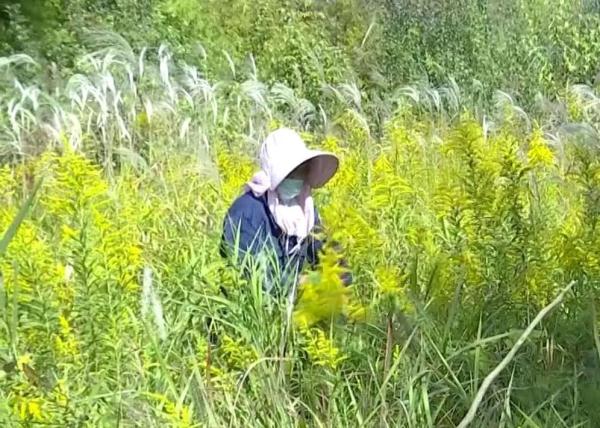 “加拿大一枝黄花”遇到“对手”→