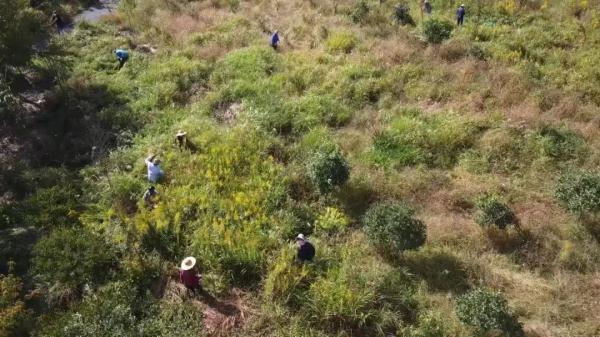 “加拿大一枝黄花”遇到“对手”→