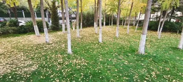 寒意渐浓！冷空气3天后到达河南，部分地区出现寒潮
