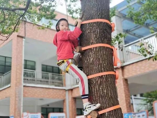 上课，爬树！杭州一所小学体育课，孩子们纷纷上树