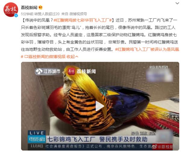 传说中的凤凰？红腹锦鸡披七彩华羽飞入工厂