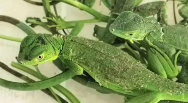 截获！毒性比响尾蛇强10倍