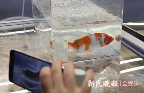 冻鱼可以复活？这个实验让你相信！