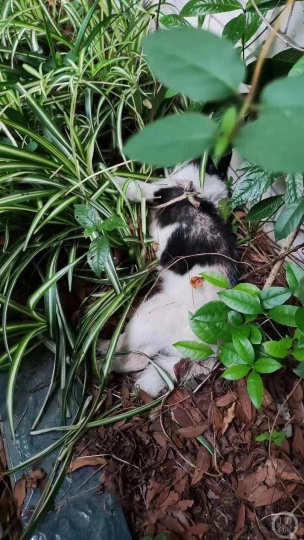 成都一小区内数十只猫狗疑被投毒后死亡，警方已介入调查