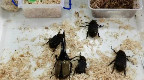 截获！毒性比响尾蛇强10倍