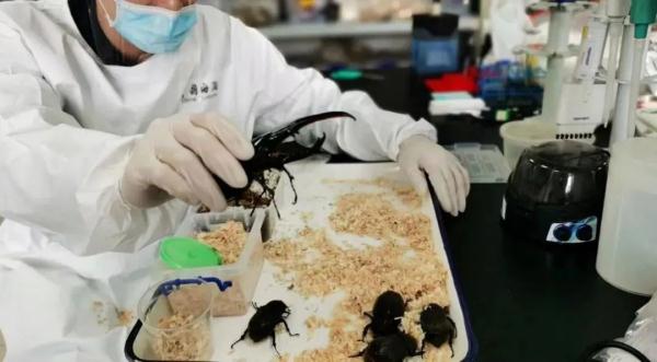 截获！毒性比响尾蛇强10倍