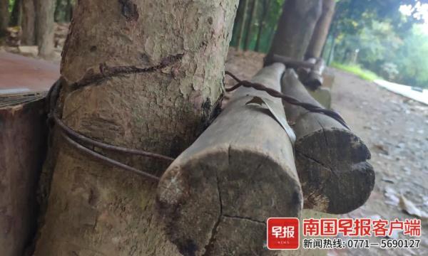 太危险！铁丝捆绑木材，老人在南宁一公园用自制“器材”健身