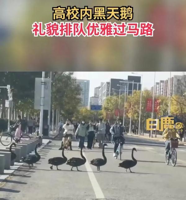 这回云南人真的解释不清楚了…… 这回云南人真的解释不清楚了……