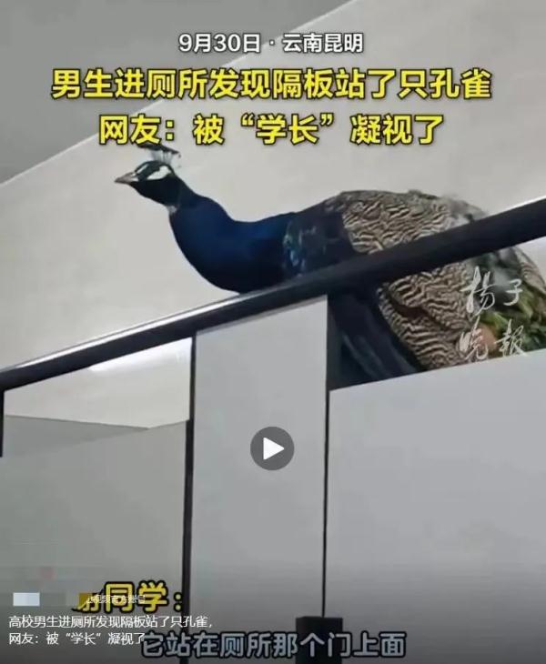 这回云南人真的解释不清楚了…… 这回云南人真的解释不清楚了……