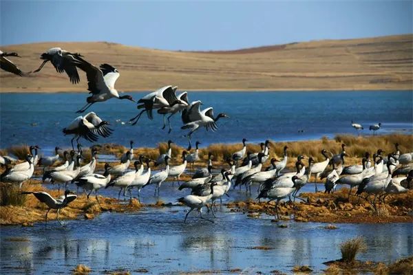 这回云南人真的解释不清楚了…… 这回云南人真的解释不清楚了……