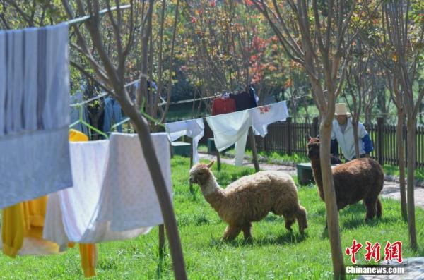 这回云南人真的解释不清楚了…… 这回云南人真的解释不清楚了……