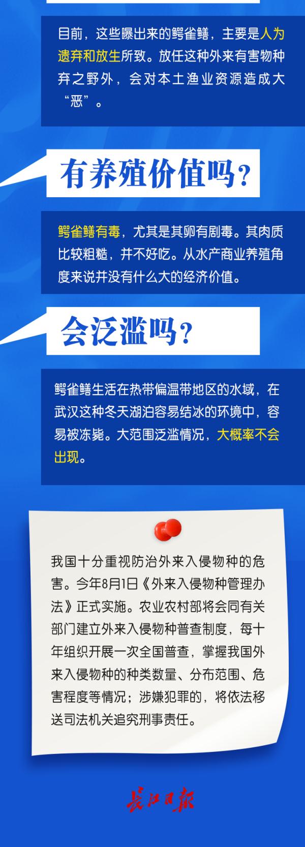 鳄雀鳝会泛滥成灾吗？中科院专家起底