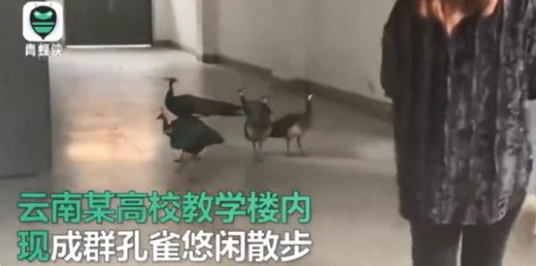 这回云南人真的解释不清楚了…… 这回云南人真的解释不清楚了……