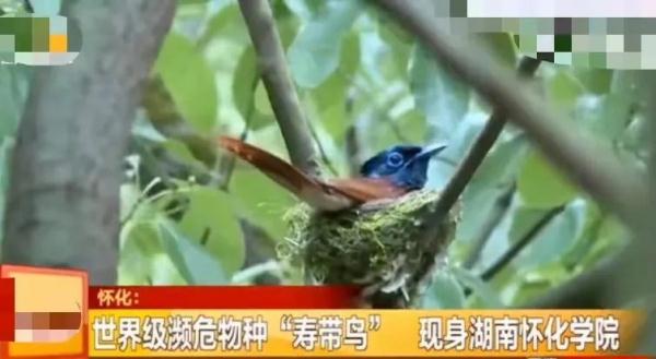 这回云南人真的解释不清楚了…… 这回云南人真的解释不清楚了……