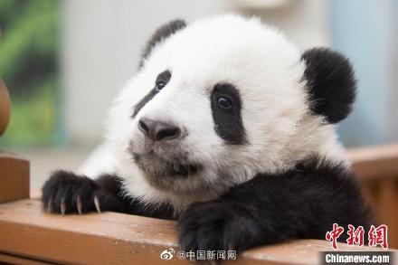 期待！陕西将建秦岭大熊猫科学公园