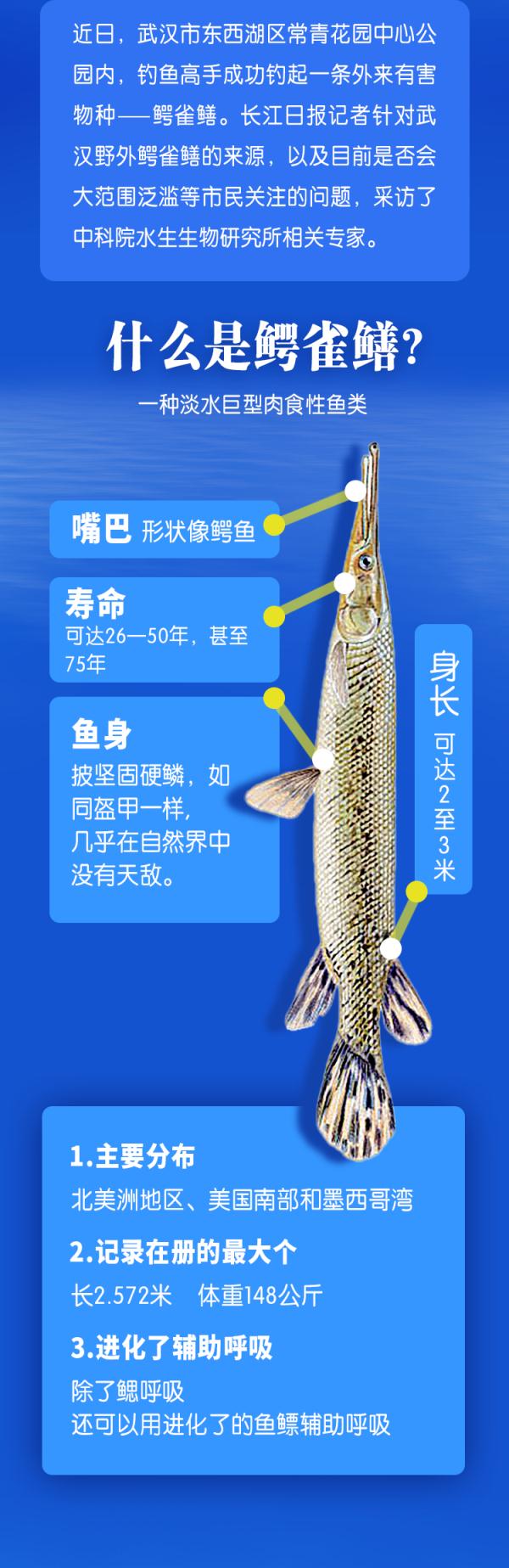 鳄雀鳝会泛滥成灾吗？中科院专家起底