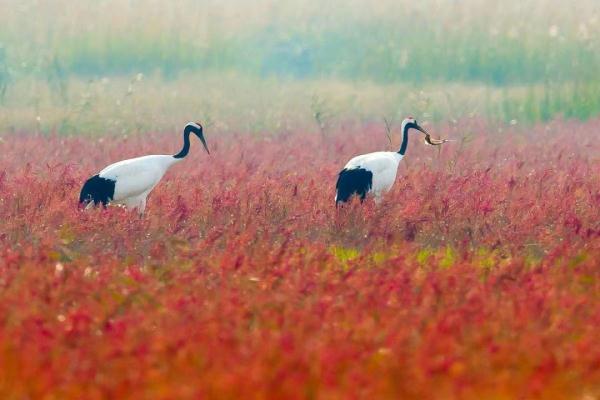 25年守护,这位“鹤爸”有了新愿望! 25年守护,这位“鹤爸”有了新愿望!