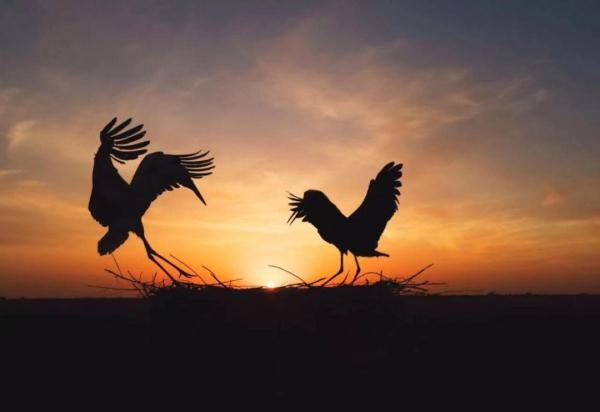 25年守护,这位“鹤爸”有了新愿望! 25年守护,这位“鹤爸”有了新愿望!