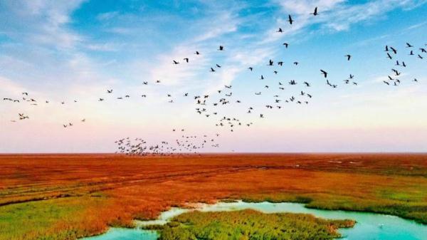 25年守护,这位“鹤爸”有了新愿望! 25年守护,这位“鹤爸”有了新愿望!