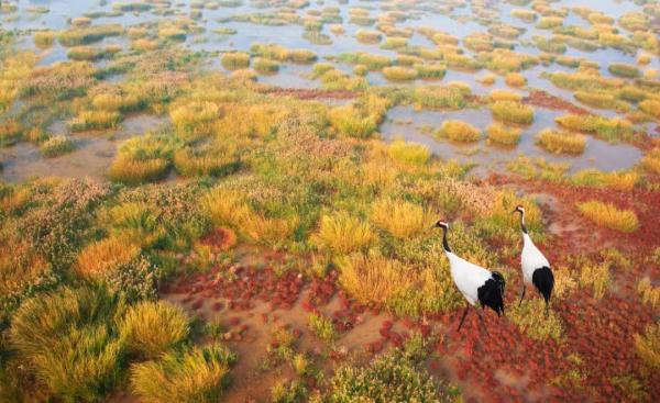 25年守护,这位“鹤爸”有了新愿望! 25年守护,这位“鹤爸”有了新愿望!