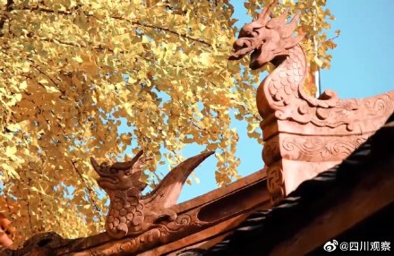 装点初冬！四川千岁银杏满树金黄