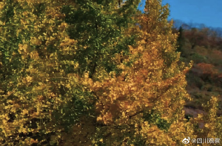装点初冬！四川千岁银杏满树金黄